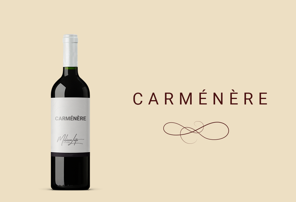 Carménère – A uva francesa que se escondeu no Chile