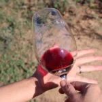 Muita gente bebe vinho há anos. Poucas pessoas realmente aprendem com ele
